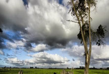 黑白体育:官方:斯皮纳佐拉右大腿股四头肌肌肉疲劳,已经开始康复疗程.